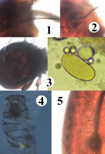 Damaeus clavipes